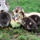 Group of Ducks - VideoHive Item for Sale