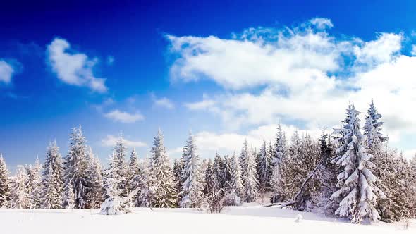 Winter Landscape with High Spruces and Snow in Mountains