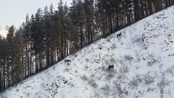 Aerial View of a Herd of Wild Marals Grazing Standing on the Edge of a Forest on a Mountain Range in