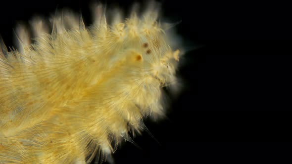 a Worm of the Chrysopetalidae Family Under a Microscope, Class Polychaeta, Possibly the Genus