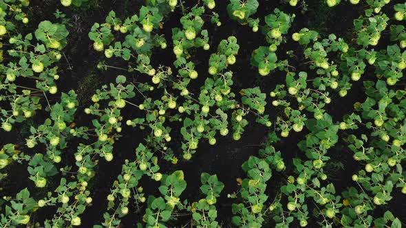 Top Down View Sunflowers At Season End