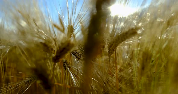 Wheat Grain - Wheat Fields