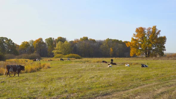 Cows Graze in an Autumn Meadow in Front of Forest on a Sunny Day