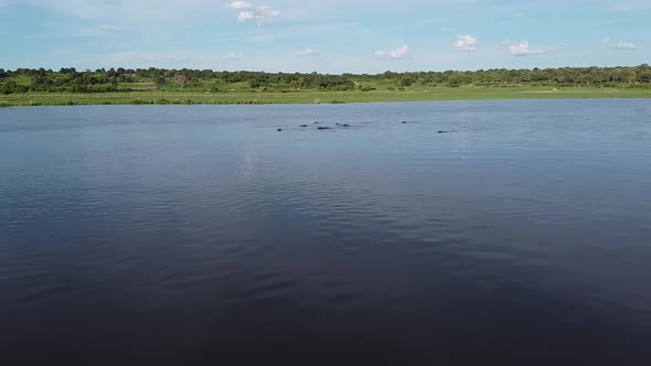 A big group of hippos in the water, peeking out on the surface, Namibia