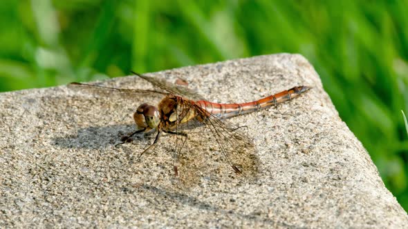 Close Up of Common Darter Dragonfly  Sympetrum Striolatum  in County Donegal  Ireland