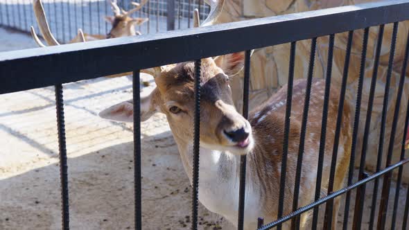 Little Girl Feeds Spotted Deer with Carrot at Zoo