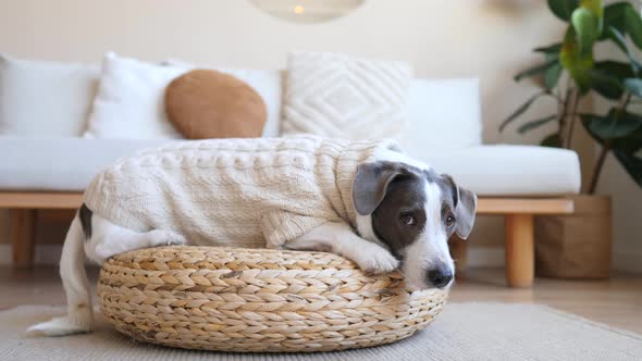 Cute Dog Lying On Wicker Stool At Home Wearing Knitted Sweater