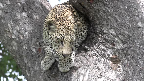 Close-up of a leopard as it sits perched in a tree.