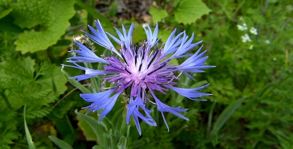 Blue Cornflower (Centaurea cyanus)