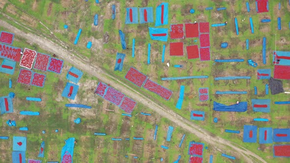 Aerial view of red chili field, Dhaka, Bangladesh.