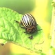 Colorado Beetle Sits - VideoHive Item for Sale