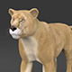 Realistic Lioness - 3DOcean Item for Sale