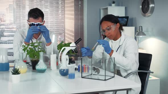 Black Research Scientist Dropping Chemical Liquid on Plant Leaf and Then Giving It To the Hamster