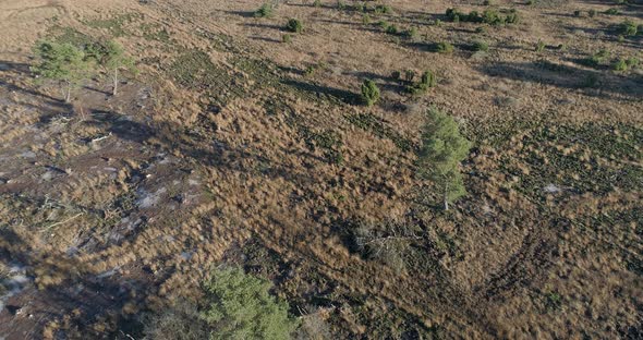 Aerial view of heather field in autumn.