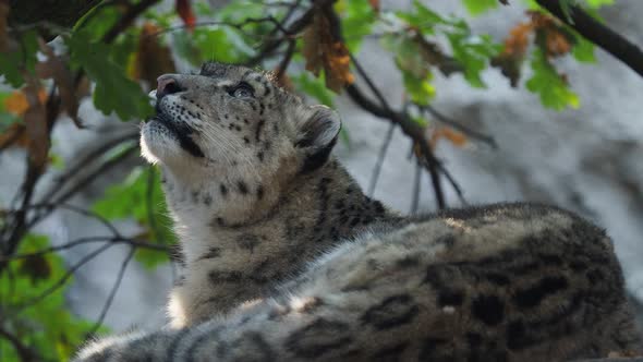 Snow leopard - Irbis (Panthera uncia).