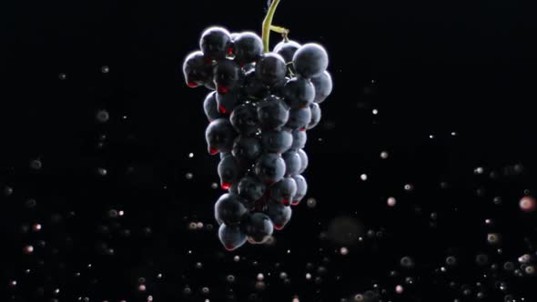 Fresh Black Grapes Rotation on Isolated Black Background on Super Slow Motion