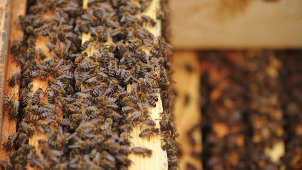 Hardworking bees on honeycomb in apiary