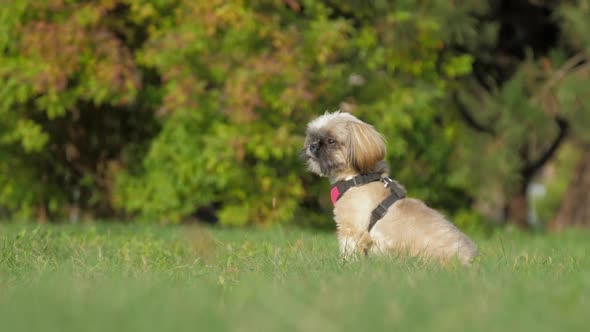 Funny Shih Tzu Dog with Breast Collar Rests in Green Field