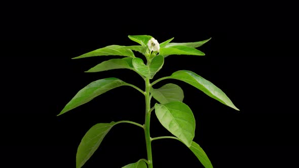 Time Lapse of Growth and Blooming Sweet Bell Pepper Plant