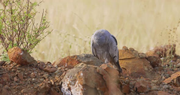 Montagu's Harrier Male Standing In The Field Looking Down On Its Feet. - slow motion