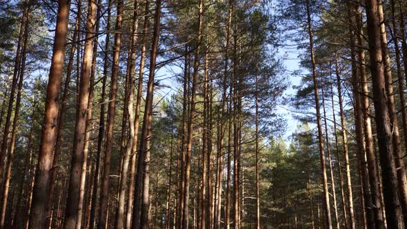 The First Snow in a Pine Forest