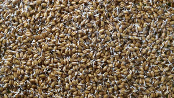 Background of germinated wheat grains rotates, close up, top view