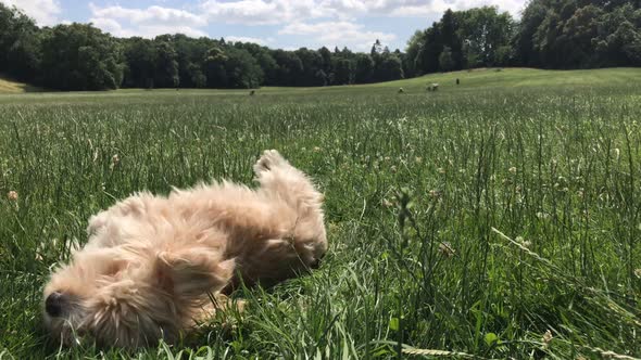 Cute dog frolicking in the grass Low angle view