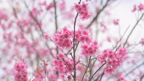 Cherry blossom in Northern Thailand. Thai sakura in winter.