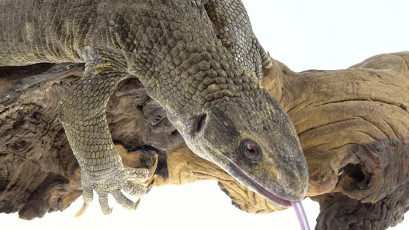 Savannah Monitor Lizard - Varanus Exanthematicus on Wooden Snag at White Background