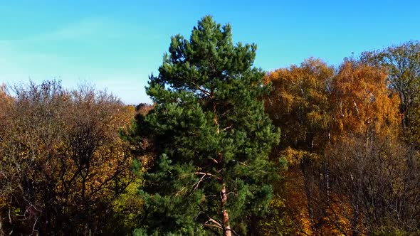 Aerial drone view of a flying in the autumn park. Pine tree on a background of autumn trees.