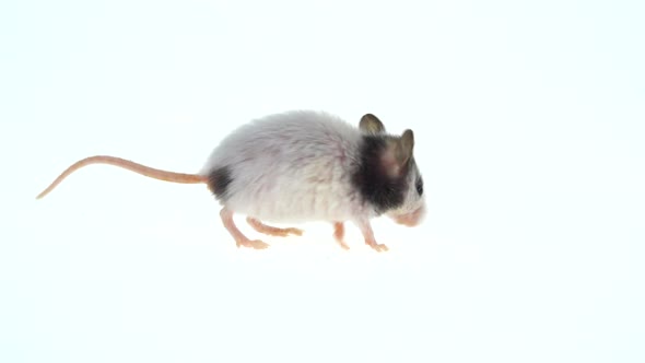 Decorative Mouse Isolated on a White Background in Studio