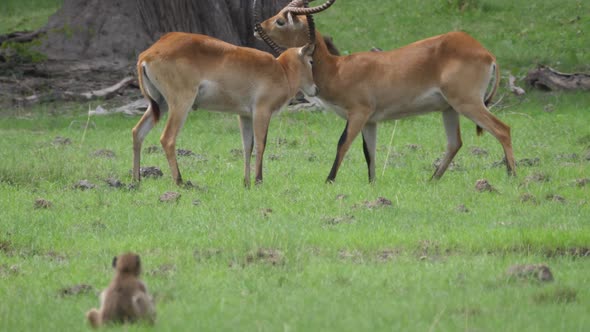 Two Lechwe locking horns and fight 