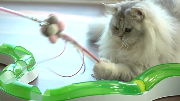 Cute Persian Cat Playing Toy On Wooden Floor