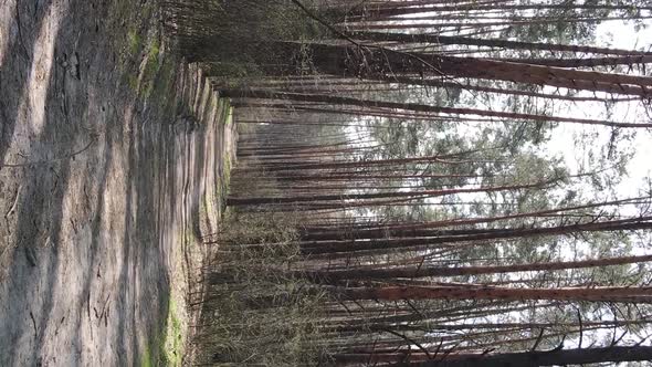 Vertical Video of a Road in the Forest