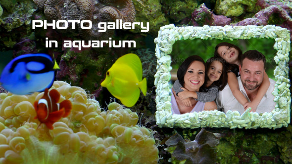 Photo Gallery in Aquarium