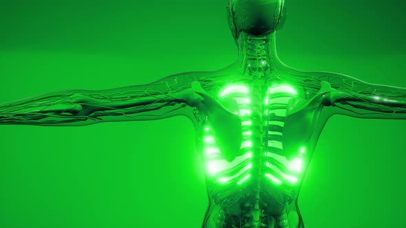 Human Lungs Radiology Exam alt