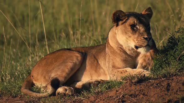 A Female Lion Resting On The Grass Field In Kenya, Africa - Close Up Shot