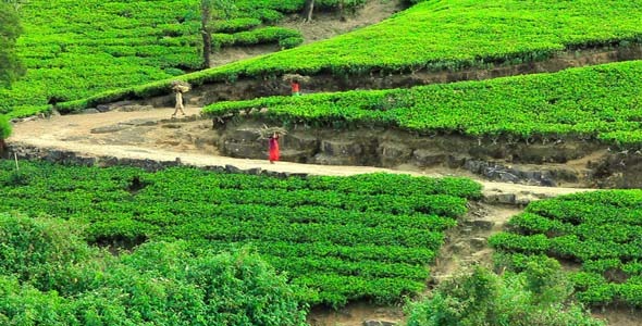 Worker Collecting Tea In Sri Lanka 4