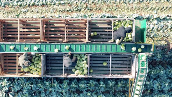 Top View of Tractor Conveyor with Farmers Using It to Load Cabbage