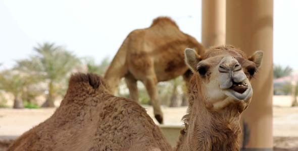 Camel In Desert 1