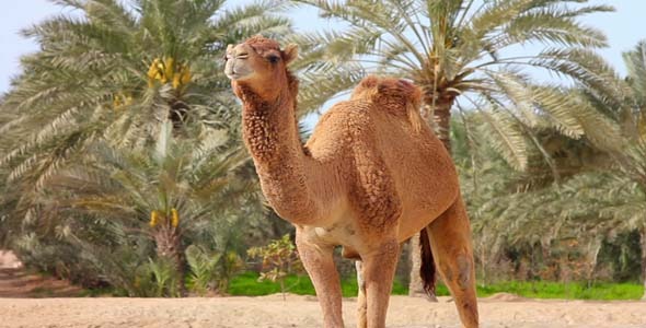 Camel In Desert 2