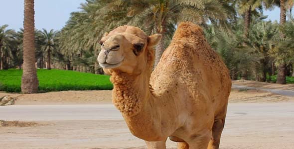 Camel In Desert 4