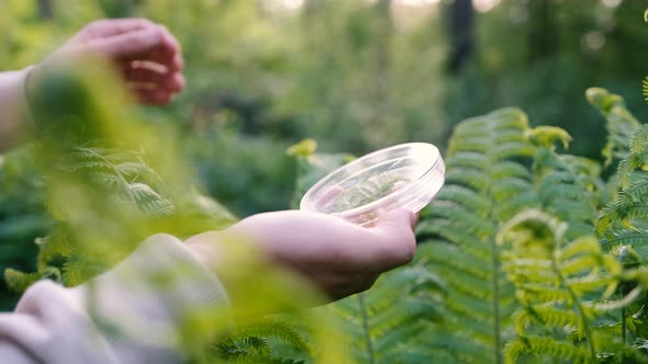 Closeup Hands of a Male Biologist Examining a Plant in the Forest