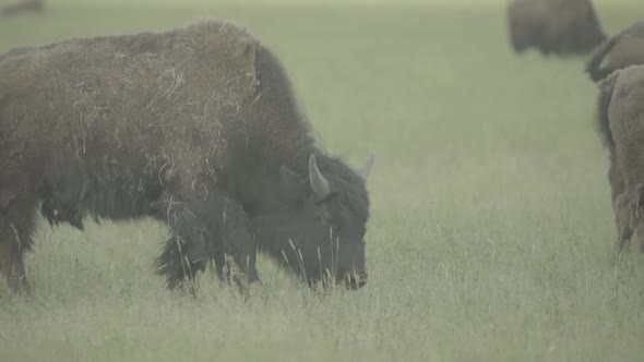 Bison in a Field on Pasture. Slow Motion