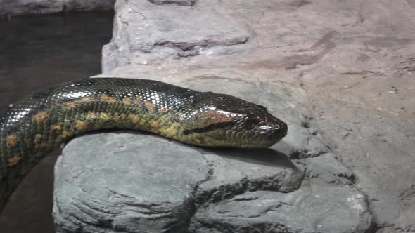 Green anaconda (Eunectes murinus). Big anaconda.