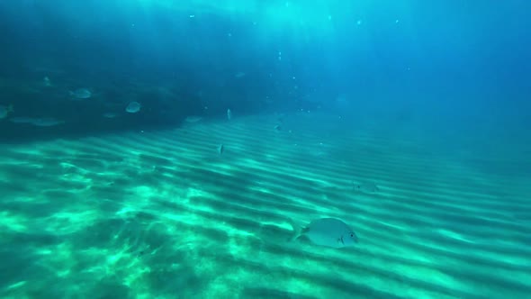 a school of fish resting near a rock