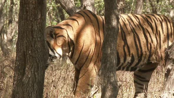 Bengal Tiger (Panthera tigirs tigris) walking between trees in deciduous dry-forest