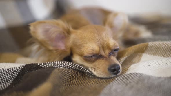 Adorable Funny Dog Chihuaha Sleeps on Plaid