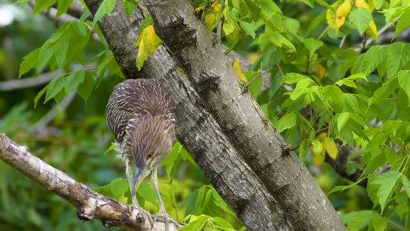 A juvenile Black-crowned night heron standing on a tree and looking around