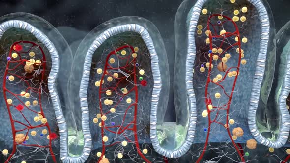 digestive system mucosa1.mov